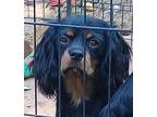 ROOKIE 985113008785330 Cavalier King Charles Spaniel Young Male