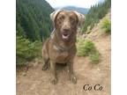 Co Co Labrador Retriever Young Female