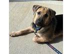 Dean German Shepherd Dog Puppy Male