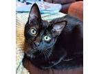 Micki Domestic Shorthair Kitten Male