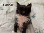 Tiana Domestic Mediumhair Kitten Female
