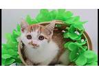 Sophia IX Domestic Shorthair Kitten Female