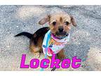 Locket Dachshund Puppy Female