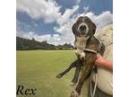 Rex Labrador Retriever Young Male