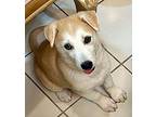 Yogi Bear Labrador Retriever Puppy Male