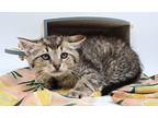 Bailey XIV Domestic Shorthair Kitten Male