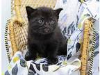 Lee IV Domestic Shorthair Kitten Male