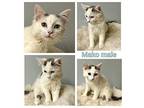 Mako Domestic Longhair Kitten Male