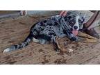 Dundee Labrador Retriever Puppy Male