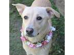 Sophie Labrador Retriever Adult Female
