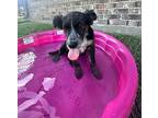 Billie Jean Sweet Cuddle Baby Australian Shepherd Puppy Female