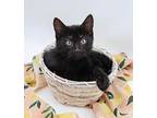 Spencer V Domestic Shorthair Kitten Female