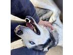 Sabrina Husky Adult Female