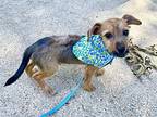 Socket Dachshund Puppy Male