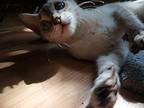 Suzie Mae Siamese Kitten Female
