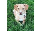 Clyde Dachshund Young Male
