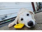 Sheperd Galaxy Great Pyrenees Puppy Male
