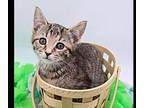Dorothy V Domestic Shorthair Kitten Female
