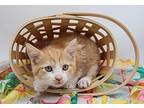 Meeko IV Domestic Shorthair Kitten Female