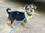 Pocket Chiweenie Puppy Female