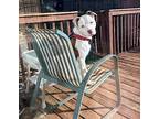Londyn Mixed Breed (Medium) Adult Female