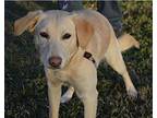 Tammie Golden Retriever Young Female