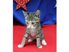 Lisa Marie - 40037 Domestic Shorthair Kitten Female