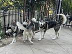 Luna Husky Young Male