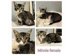 Minnie Domestic Shorthair Kitten Female