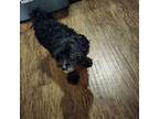 Bailey Shih Tzu Senior Male
