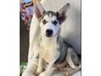 Pinky Husky Puppy Female