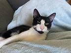 Archie Domestic Shorthair Young Male