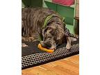 Bentley Great Dane Adult Male