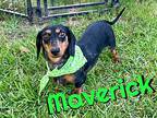 Maverick in Texarkana TX Dachshund Adult Male