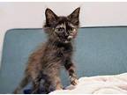 Lilabet Domestic Longhair Kitten Female