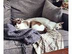 Adam & Allysa Siamese Young Male