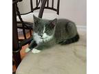Joanie Domestic Shorthair Kitten Female