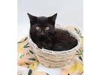 O'Malley IX Domestic Shorthair Kitten Male