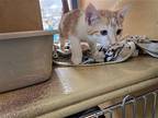 Simon Domestic Shorthair Kitten Male