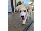 Wrex Galaxy Great Pyrenees Puppy Male
