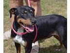 Tiger Lilly Hound (Unknown Type) Young Female