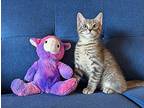 Dexter Domestic Shorthair Kitten Male