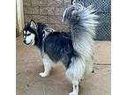 Kaii Alaskan Malamute Adult Male