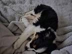 Louie. ADOPTED Australian Shepherd Puppy Male