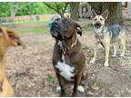 Zara Dalton German Shepherd Dog Adult Female