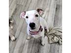 Olive Mixed Breed (Medium) Puppy Female