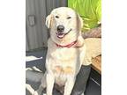 Frosty Labrador Retriever Young Male