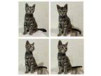 Quinn Domestic Shorthair Kitten Female