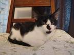 Jersey Domestic Shorthair Kitten Male
