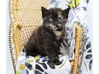 Chick Domestic Shorthair Kitten Female